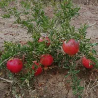 نهال انار|خدمات باغبانی و درختکاری|ساوه, |دیوار