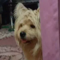 سگ پاکوتا ئورکشائر 6عدد