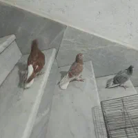 دم سفید مایدم