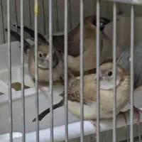 فنچ ماسکت و فنچ و تخم جغدی شکلاتی و اورنج|پرنده|تهران, مینای شمالی (مخبر)|دیوار