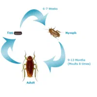 سمپاشی سوسک،ساس کل حشرات باضمانت سم پاشی