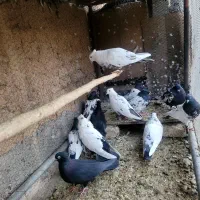 کفترکله سیاه دمبی سینه ای قیل کله ای سبز رنگی|پرنده|مبارکه, |دیوار