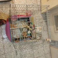 قفس|لوازم جانبی حیوانات|اصفهان, مهدی آباد|دیوار