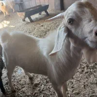 بزسانن|حیوانات مزرعه|خوسف, |دیوار