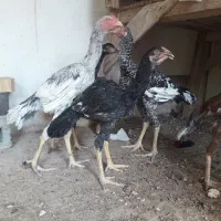 ۸ عدد جوجه یک خروس دو تا مرغ