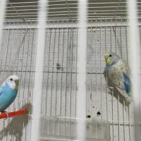 مرغ عشق رنگین کمانی|پرنده|مشهد, امیریه|دیوار