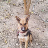 سگ ژرمن ماده ۶ماهه واگذاری|سگ|اهواز, کوی فرهنگیان ۱|دیوار