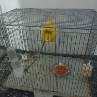 فنچ|پرنده|قروه, |دیوار