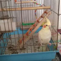 عروس هلندی ماده