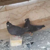 میبد|پرنده|یزد, |دیوار