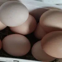 تخم نطفه دار لاری