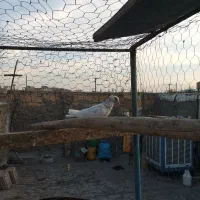 سرور رنگی خوشرنگ