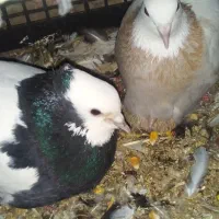 اسباب بازی کفتر