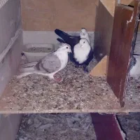 کبوتر|پرنده|گنبد کاووس, |دیوار