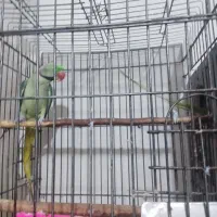 جفت مولد شاه طوطی با ضمانت کتبی|پرنده|نظرآباد, رسالت|دیوار