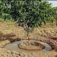 خدمات کشاورزی وباغبانی هرس چالکود شمپاشی تیلر|خدمات باغبانی و درختکاری|سنندج, |دیوار