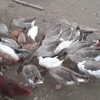 فروش غاز محلی