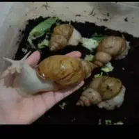 معاوضه حلزون اچاتینا با آک کالاف