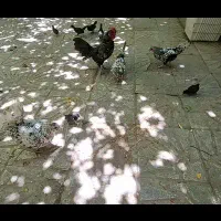 مرغ و خروس و جوجه سبرایت رنگ خآص