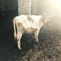 گوساله ماده