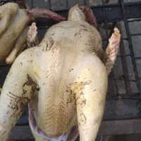 غاز.اوردک .مرغ و خروس بوقلمون ( زنده و پرکنده)|حیوانات مزرعه|رشت, فلسطین|دیوار