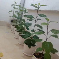 گل طبیعی (کادویی) ختمی چینی|گل و گیاه طبیعی|اردبیل, |دیوار