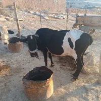 گاو