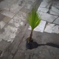 درخت میوه|گل و گیاه طبیعی|تهران, یاخجی آباد|دیوار
