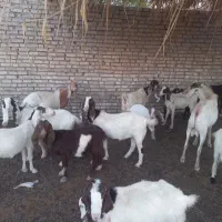 ۲۰عدد بز ماده|حیوانات مزرعه|باوی, |دیوار