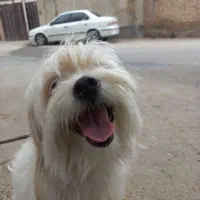 سگ پاکوتاه پشمالو
