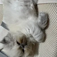 گربه سوپر فلت
