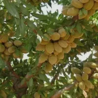 فروش بادام  منقا تر(با پوست)
