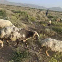 فروش قوچ تخمی نژاد دار