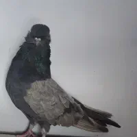 کبوتر نوک قنار رنگی|پرنده|چهاردانگه (تهران), |دیوار