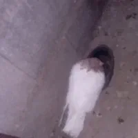 کله سرخ باخت رفت