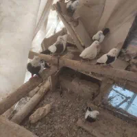 کبوتر طوقی وپارپارلی ودمی|پرنده|خسروشاه, |دیوار