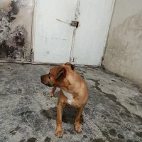 واگذاری سگ پیت بول|سگ|کرمانشاه, |دیوار