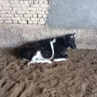 گوساله|حیوانات مزرعه|عسگران, |دیوار