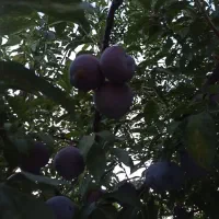 خانه ویلایی|فروش خانه و ویلا|تولم شهر, |دیوار