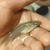 « ماهی گوپی درشت »