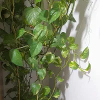 تعدادی گل طبیعی بفرش میرسدمناسب روزمادر وروز زن|گل و گیاه طبیعی|کرج, حصارک بالا|دیوار