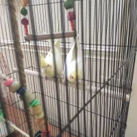 یک جفت طوطی عروس هلندی