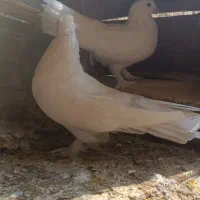 کبوتر|پرنده|بندر ماهشهر, |دیوار