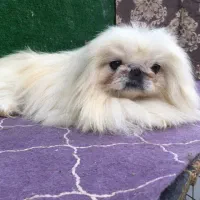 ‌یکینیز امپریال کیفیت عجوبه جوان جفت بیضه ۲۵|سگ|رشت, حمیدیان|دیوار