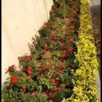 خدمات باغبانی درختکاری گکاری بیلزنی درسر تهران