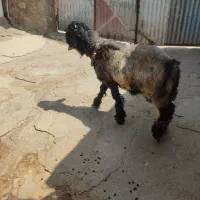 بره داشتی