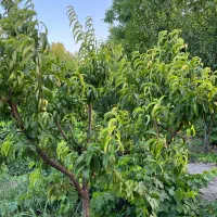 باغچه باغ قدیمی/بدون خاکی/برق و آب/تک برگ|فروش زمین و ملک کلنگی|شهریار, شهریار|دیوار