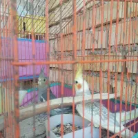 سه تا عروس هلندی|پرنده|دیلم, |دیوار