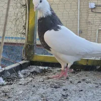 طوقی هفت رنگ|پرنده|بافق, |دیوار