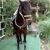 اسب کرد با اصالت